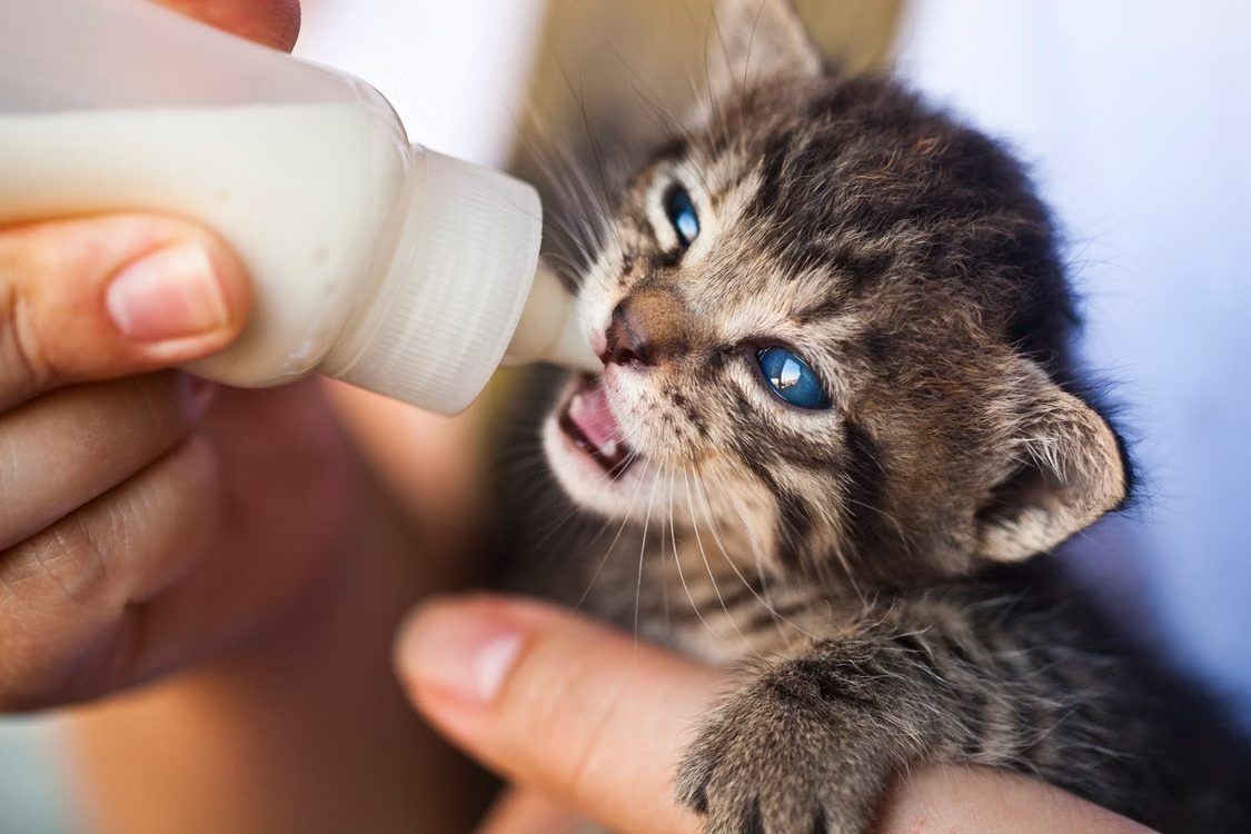 Новорождённого котёнка кормят из бутылочки с заменителем кошачьего молока