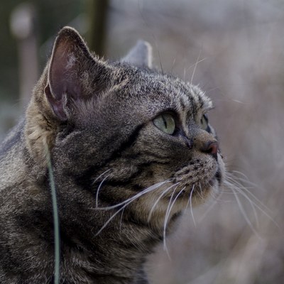 Американская короткошёрстная