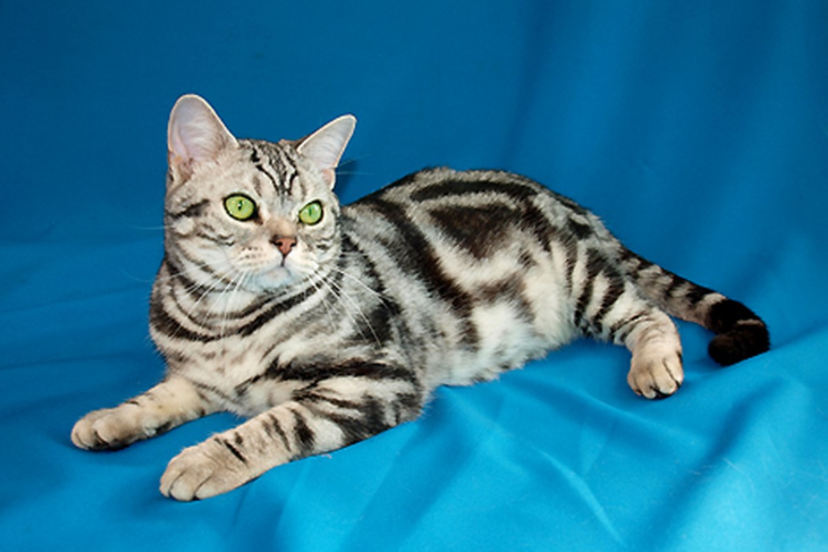 американской короткошёрстной