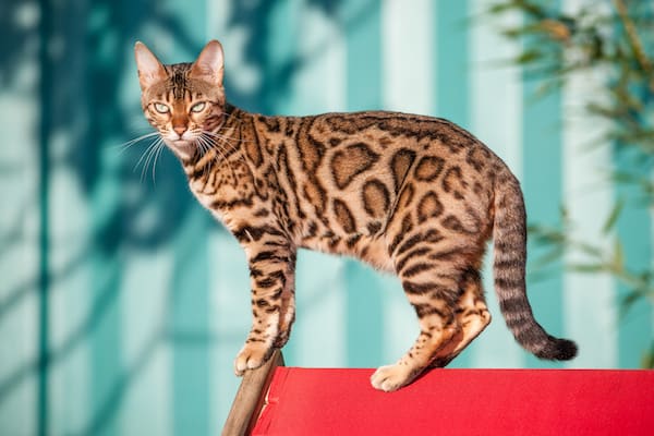 бенгальской кошки