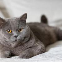 Британская короткошёрстная
