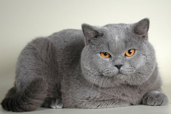 британской короткошёрстной кошки