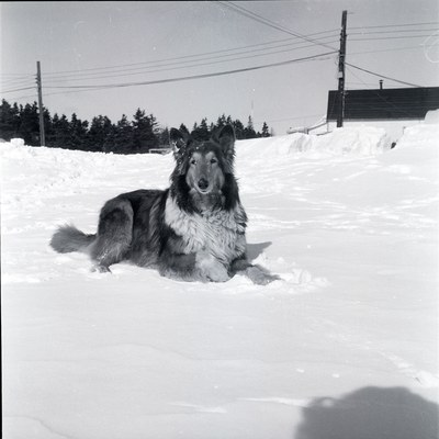 Колли