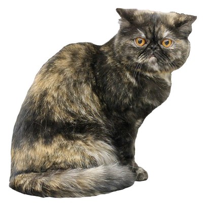 Экзотическая короткошёрстная