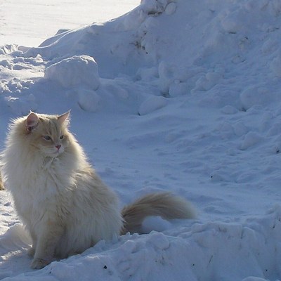 Невская маскарадная