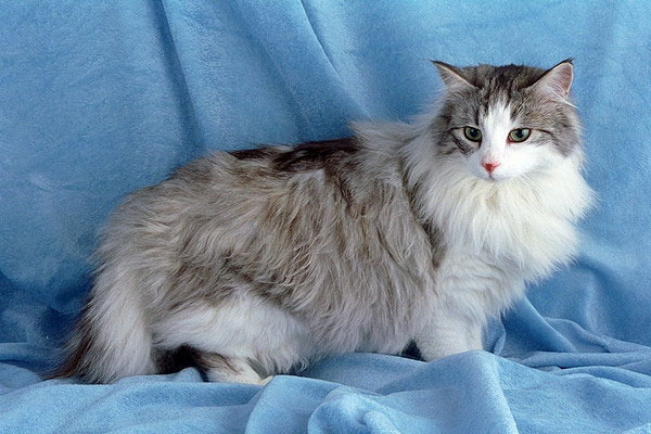 норвежской лесной кошки