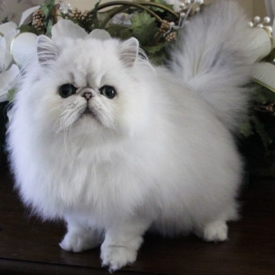 Персидская