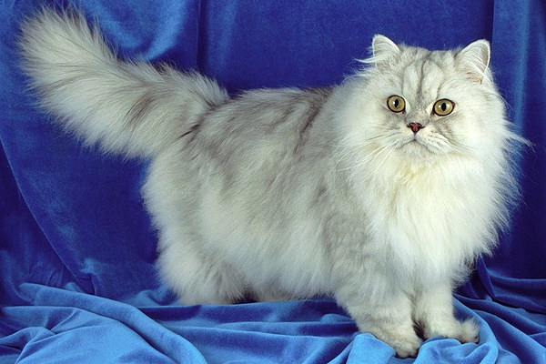 персидской кошки