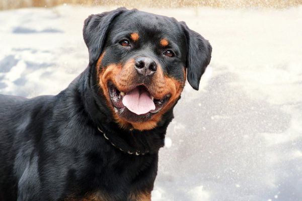 Ротвейлер