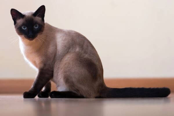 сиамской кошки