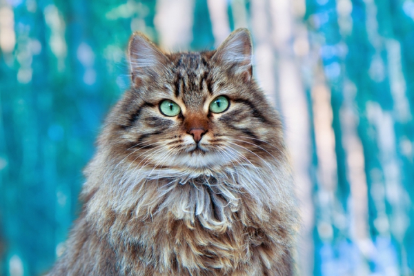 сибирской кошки